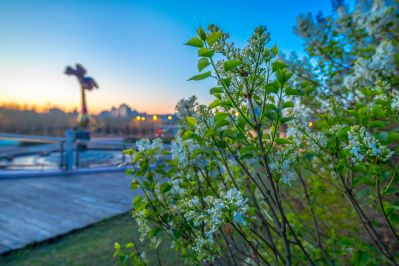 丁香公园丁香花盛开