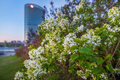 丁香公园丁香花盛开