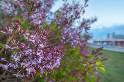 丁香公园丁香花盛开