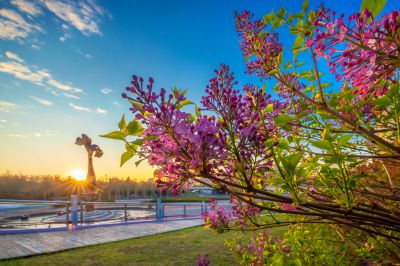 丁香公园丁香花盛开