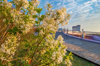 丁香公园丁香花盛开