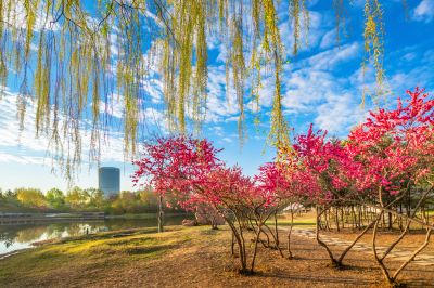 丁香公园丁香花盛开