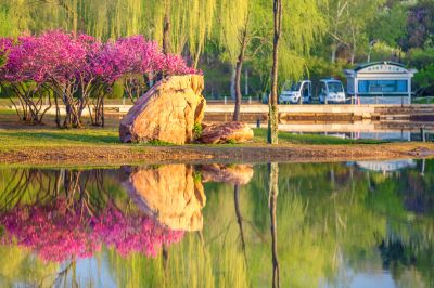 丁香公园丁香花盛开