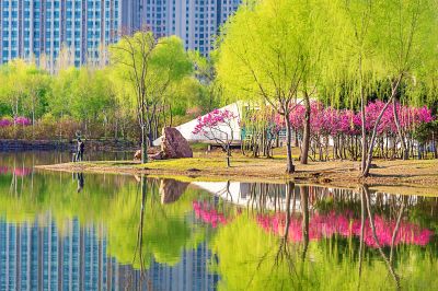 丁香公园丁香花盛开
