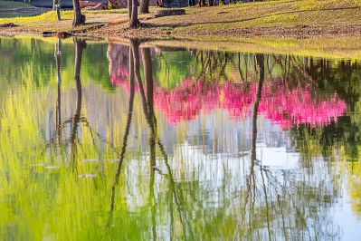 丁香公园丁香花盛开