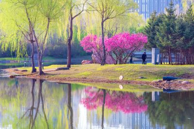 丁香公园丁香花盛开