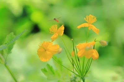 山花
