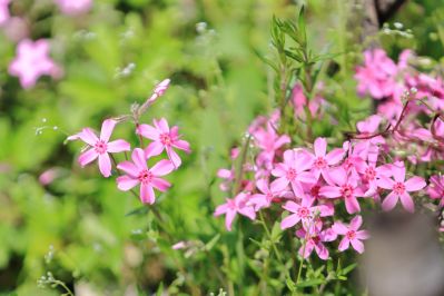 山花