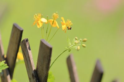 山花