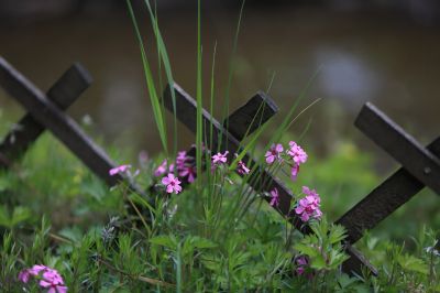 山花