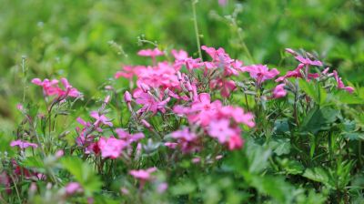 山花