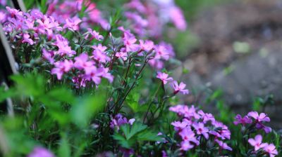 山花