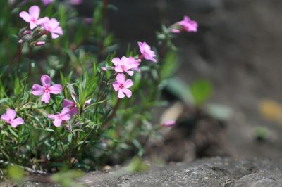山花