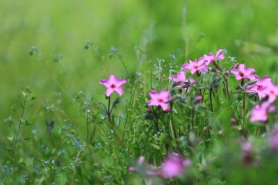 山花