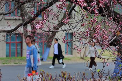 哈尔滨工程大学山杏花盛开