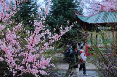 哈尔滨工程大学山杏花盛开