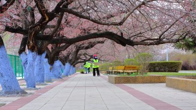 哈尔滨工程大学山杏花盛开