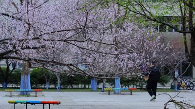 哈尔滨工程大学山杏花盛开