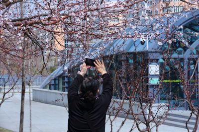 哈尔滨工程大学山杏花盛开