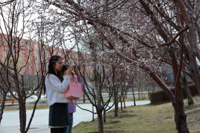 哈尔滨工程大学山杏花盛开