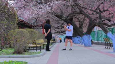哈尔滨工程大学山杏花盛开