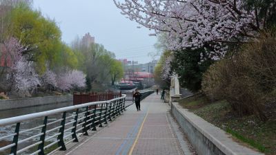 哈尔滨工程大学山杏花盛开