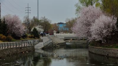 哈尔滨工程大学山杏花盛开