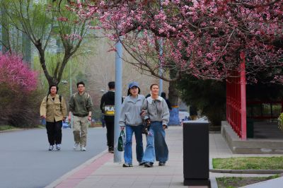 哈尔滨工程大学山杏花盛开
