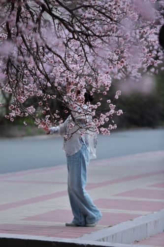 哈尔滨工程大学山杏花盛开