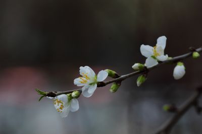 哈尔滨工程大学杏花盛开