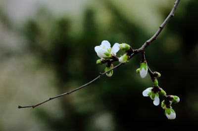 哈尔滨工程大学杏花盛开
