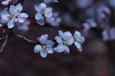 哈尔滨工程大学杏花盛开