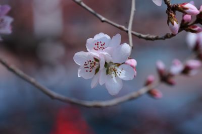 哈尔滨工程大学杏花盛开