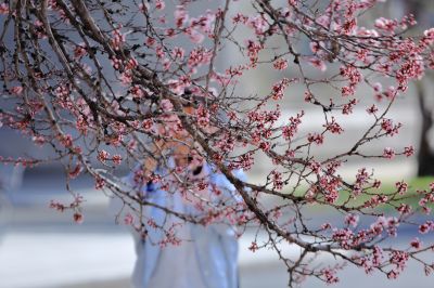 哈尔滨工程大学杏花盛开