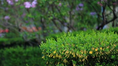 金河公园花开季