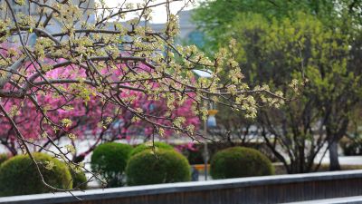 金河公园花开季
