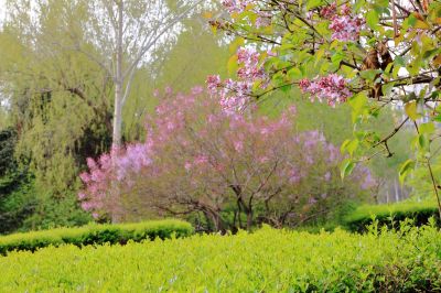 金河公园花开季