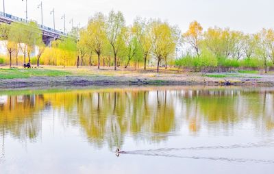 外滩湿地春色 