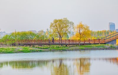 外滩湿地春色 
