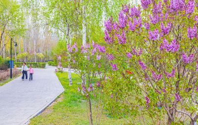 丁香公园春色