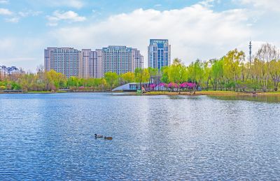丁香公园春色