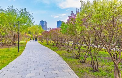 春季丁香公园丁香花开