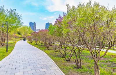 春季丁香公园丁香花开