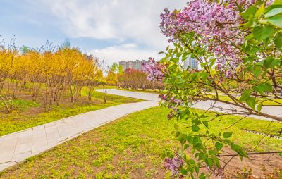 春季丁香公园丁香花开