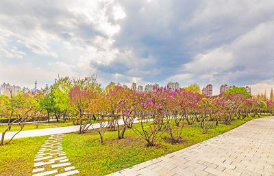 春季丁香公园丁香花开