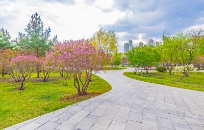 春季丁香公园丁香花开