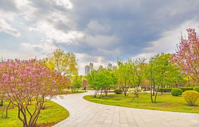 春季丁香公园丁香花开