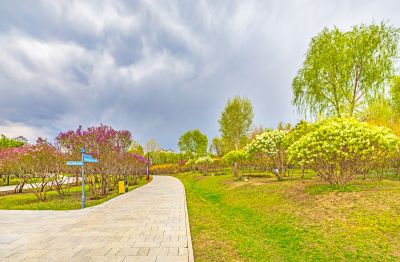 春季丁香公园丁香花开