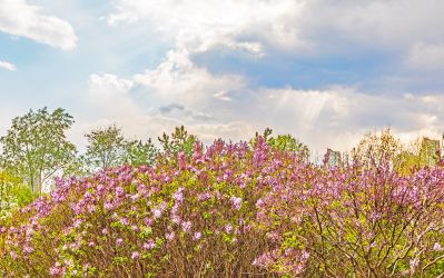 春季丁香公园丁香花开