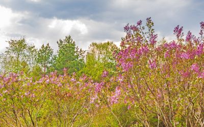 春季丁香公园丁香花开